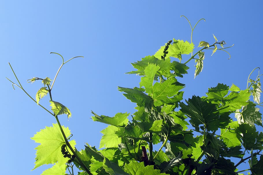 grape, foliage, plant, leaf, plant part, nature, sky, blue HD wallpaper