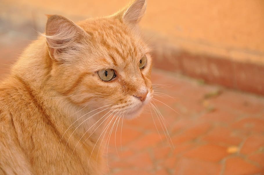 cat, orange, pet, animal themes, one animal, mammal, pets, domestic animals HD wallpaper