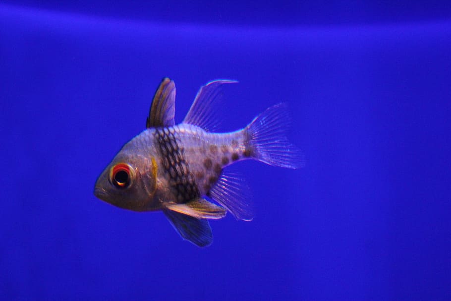 fish, toy, diving, ocean, meeresbewohner, swimming, sea, water HD wallpaper
