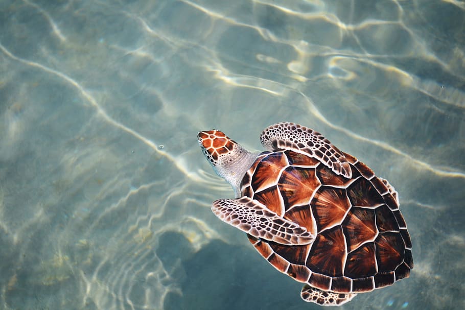 turtle swimming on body of water, brown and gray turtle swim in body of water, HD wallpaper