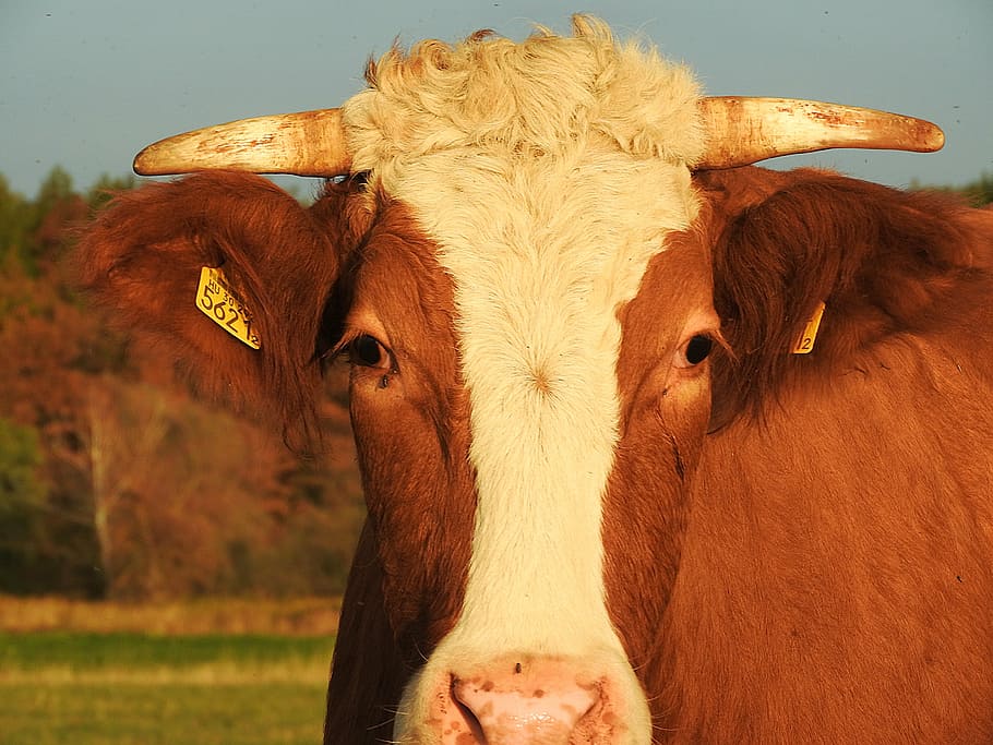 beef, simmental cattle, livestock, cow, animal themes, mammal