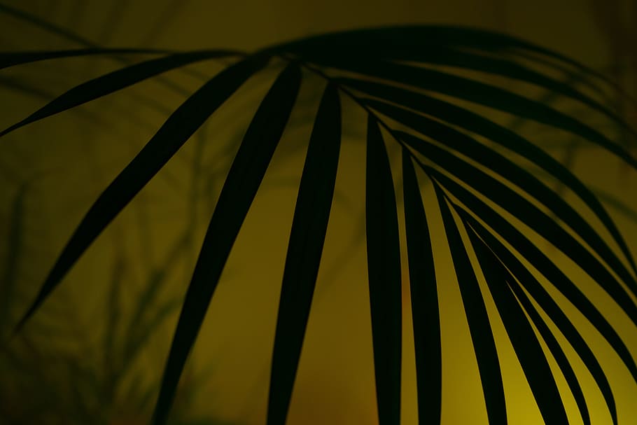 green leafed plant, Palm, Diffuse, Hip, Hipster, Fog, art, neon, HD wallpaper