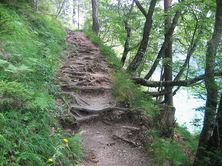 migratory path, trail, forest path, root path, austria, lake weissensee HD wallpaper