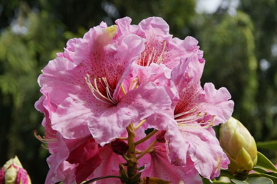 HD wallpaper: rhododendron, pink, flowers, bloom, close, nature, pink