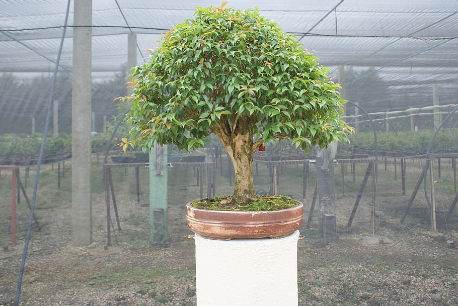 bonsai, flying, tree, plant, miniature, dream, trunk, small HD wallpaper