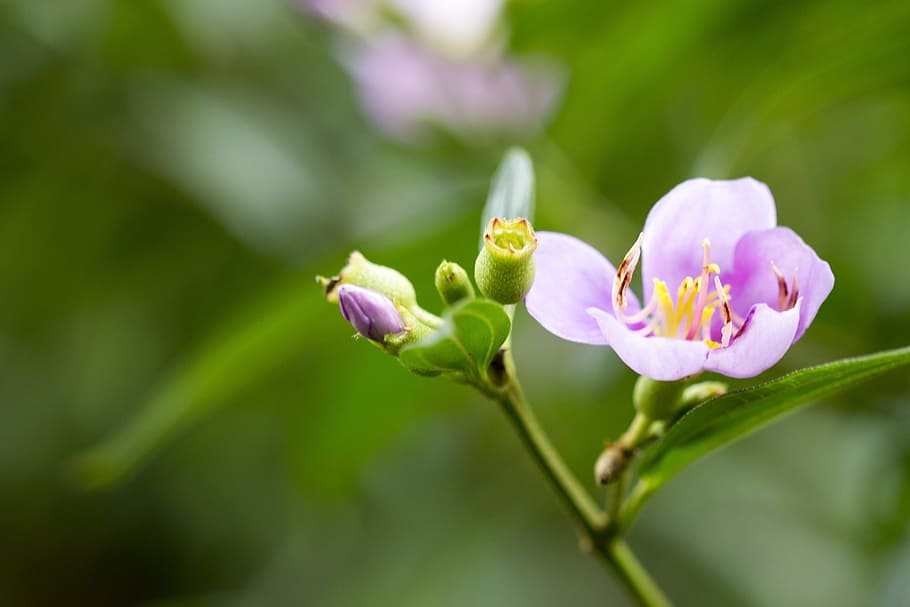 Flora, Macro, Blooming, Botany, Natural, flower, nature, plant HD wallpaper