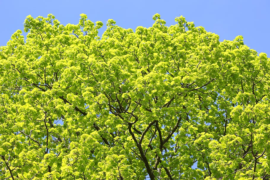 tree, leaves, light green, fresh, spring, bright, nature, plant HD wallpaper