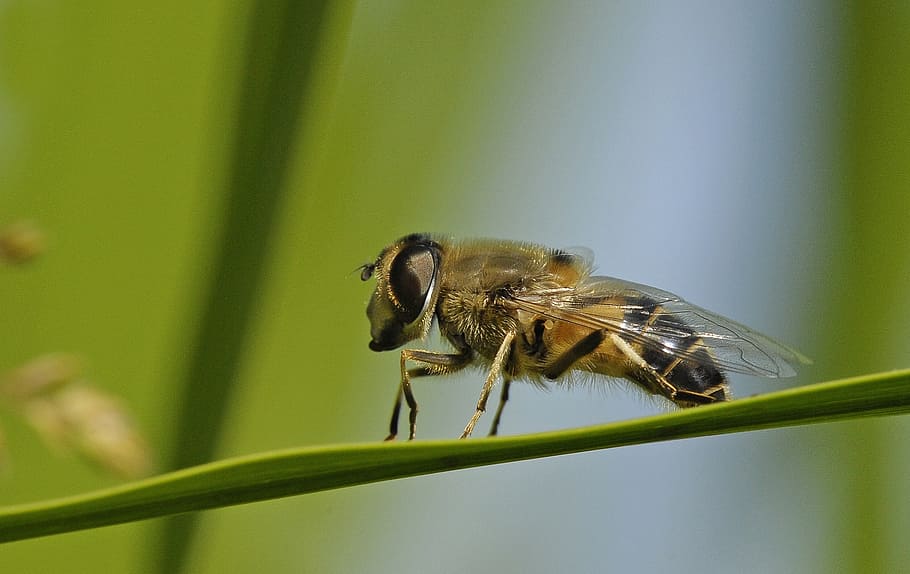 hoverfly, insect, macro, nature, macro photo, insect macro, HD wallpaper