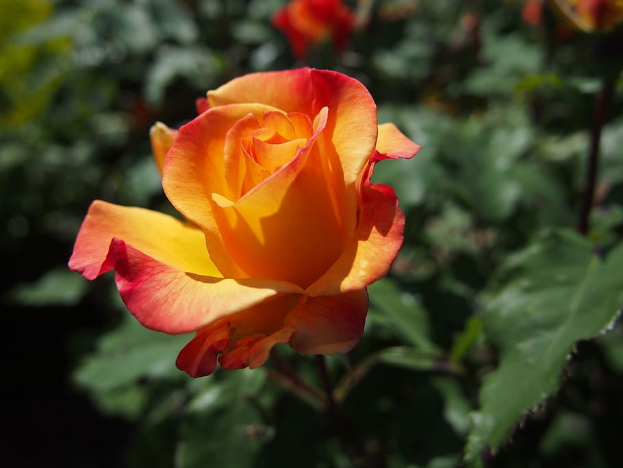 flower, rose, yellow, beautiful, fragrance, plant, bloom, flora HD wallpaper