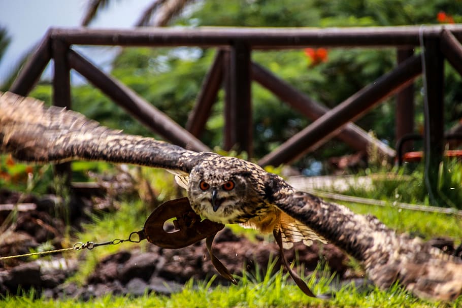 flight, owl, nature, bird, fly, raptor, hunter, prey, feather HD wallpaper