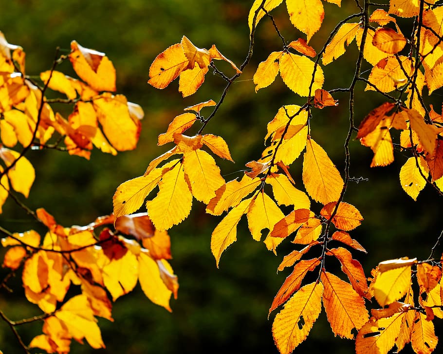 yellow leaf tree, autumn, fall foliage, leaves, orange, red, brown, HD wallpaper
