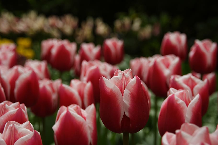 tulip, flower, freshness, plant, flowering plant, beauty in nature HD wallpaper