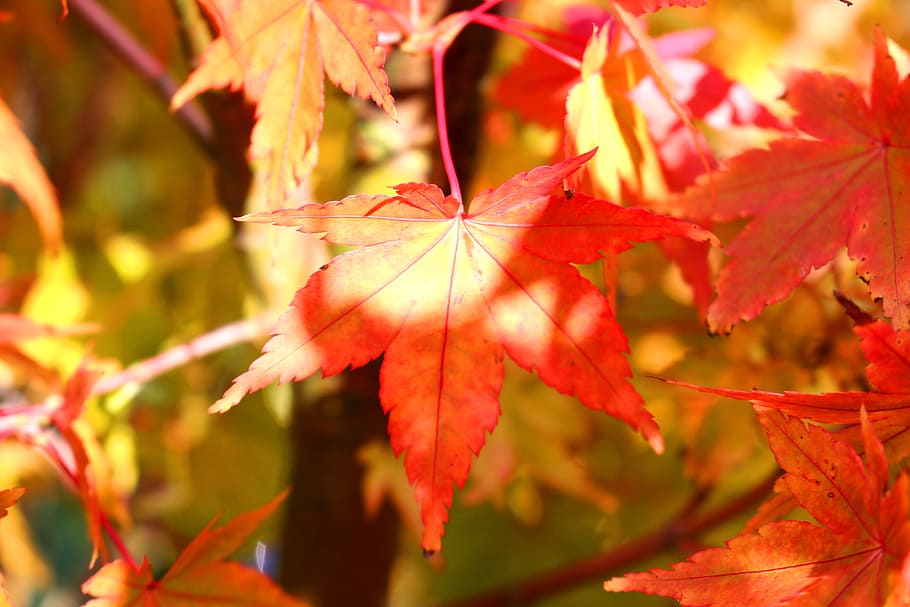 red leaves, fall foliage, fall color, maple, autumn, change HD wallpaper
