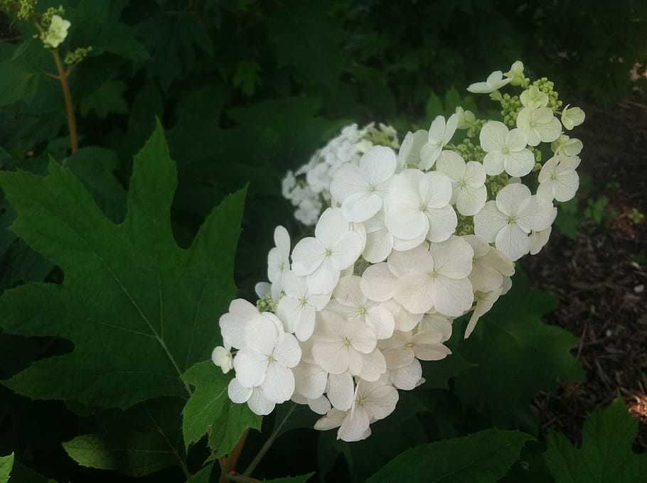 oak, leaf, hydrangea, nature, foliage, plant, green, texture HD wallpaper