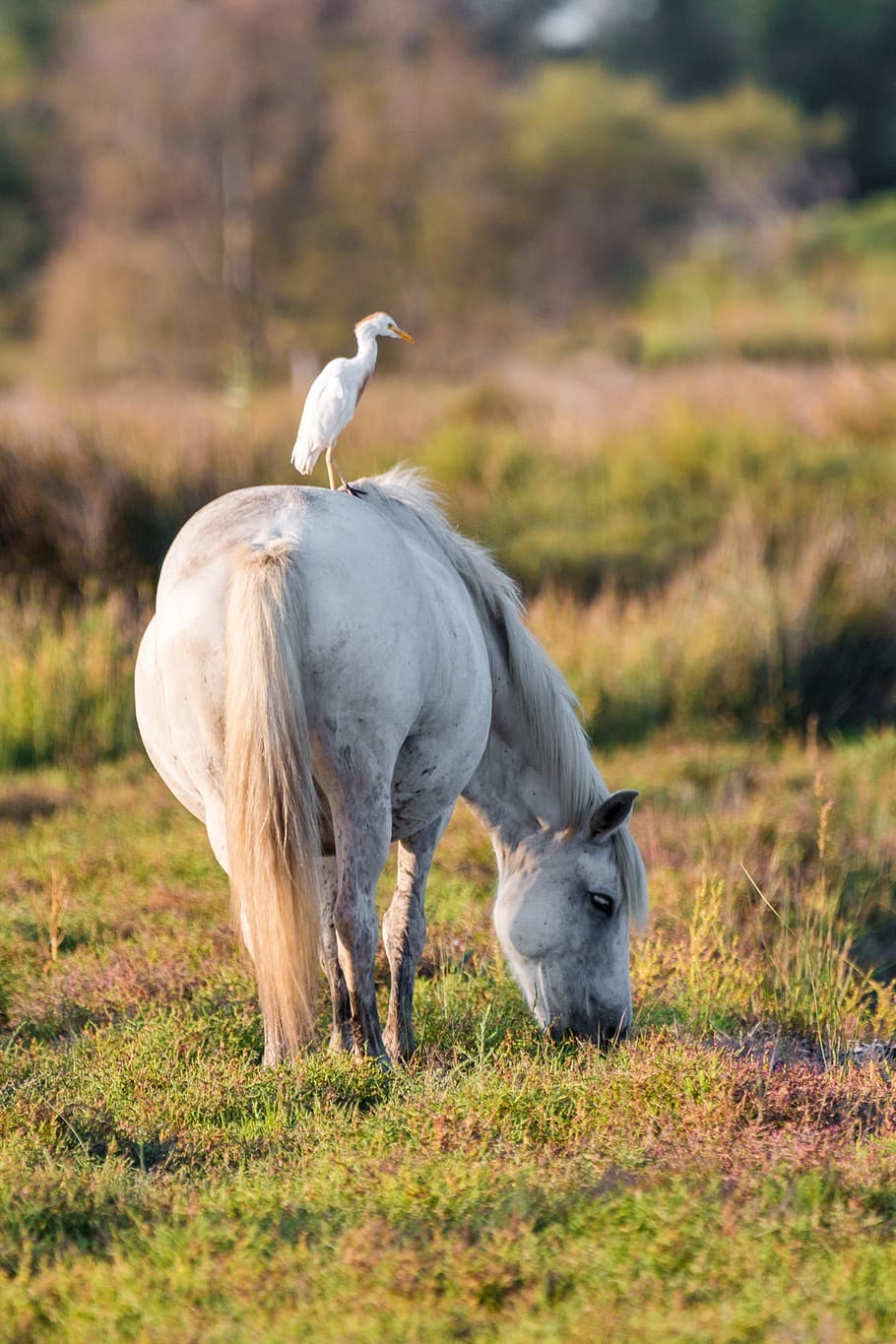 yellow beak white bird on white horse at daytime, cattle egret