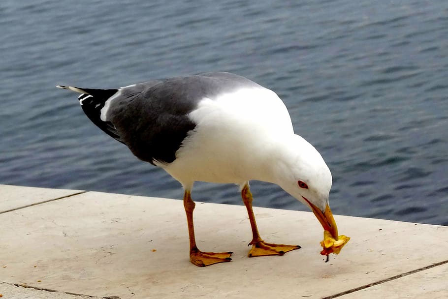 bird, seagull, birds, beach, nature, calm, part, summer, beak HD wallpaper