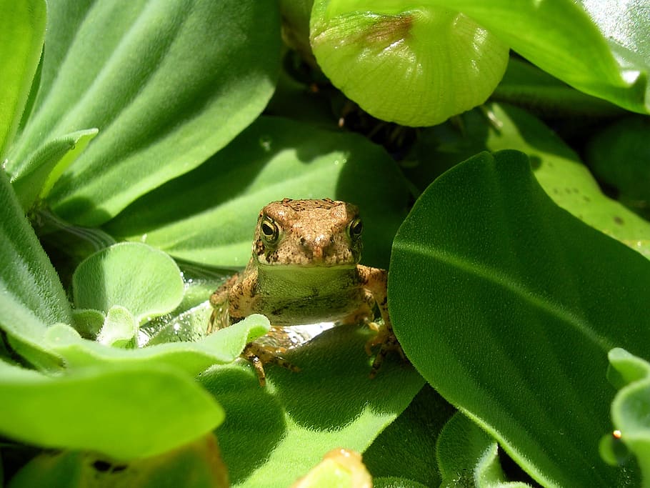 toad, reptile, wildlife, green, sitting, water lettuce, pond HD wallpaper