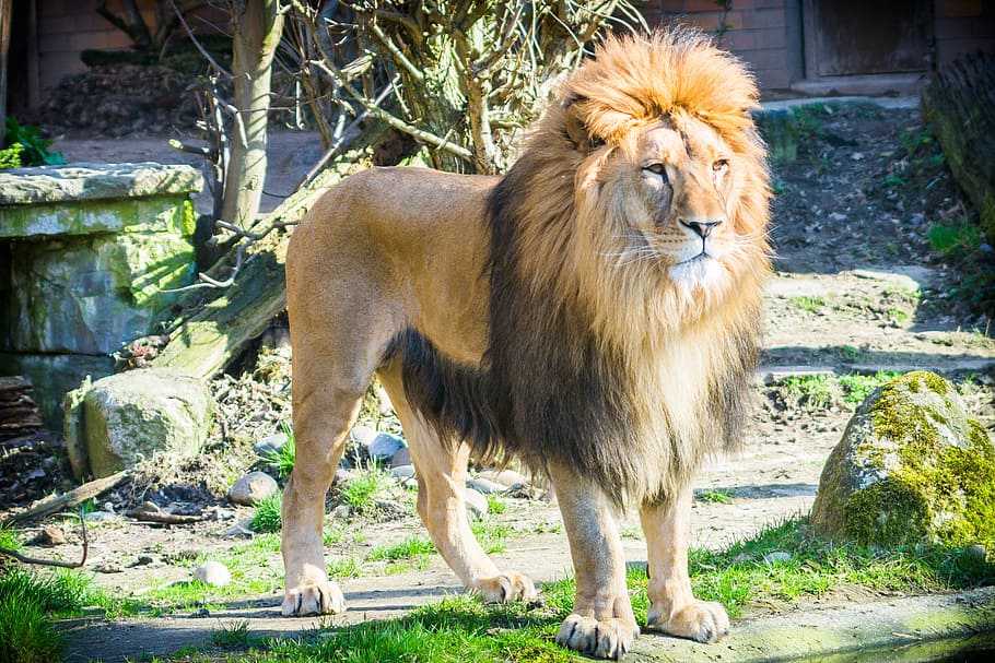 HD wallpaper: lion standing on grass field, cat, zoo, male, big cat, africa  | Wallpaper Flare