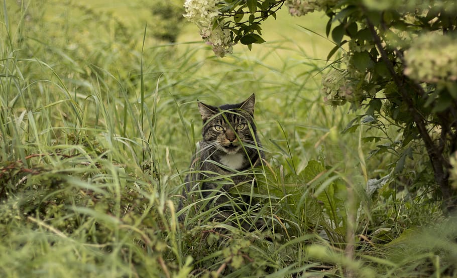 cat, grass, bush, lurking, sneak, hunts, domestic cat, green HD wallpaper
