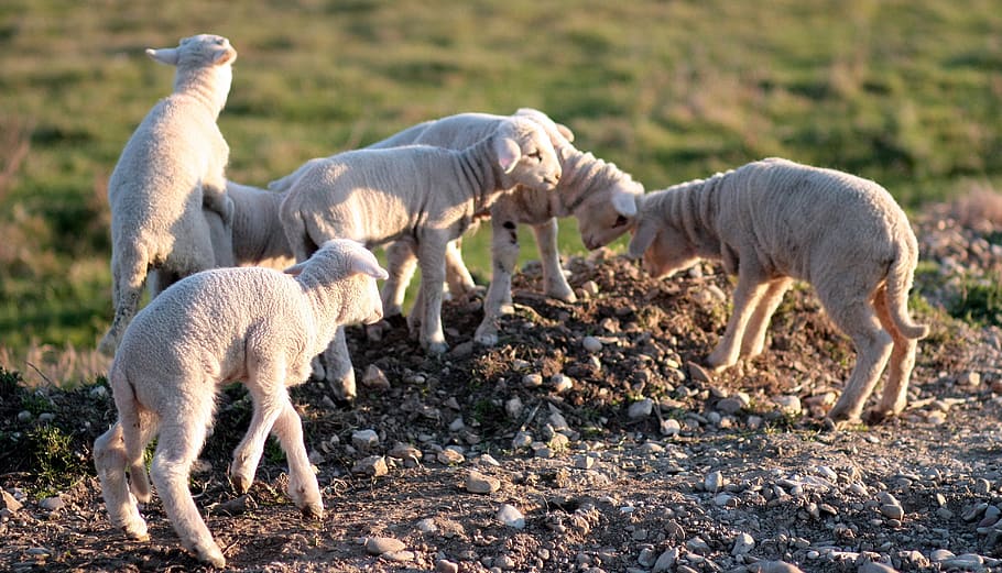lamb, the flock, play, pet, mammal, group of animals, animal themes HD wallpaper