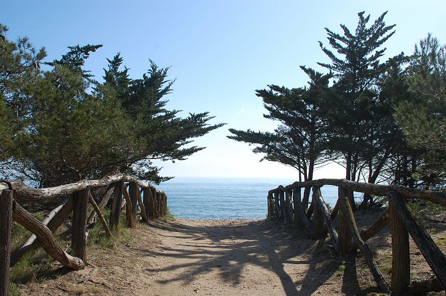 nature, sea, trail, tree, beach, coastline, plant, sky, tranquility HD wallpaper
