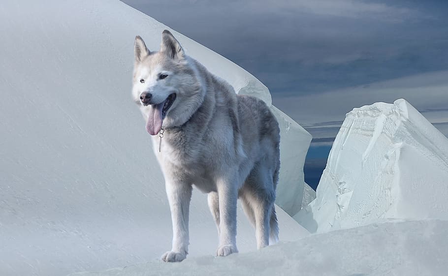 adult Siberian husky, Dog, Glacier, Ice, Ice Age, Winter, climate