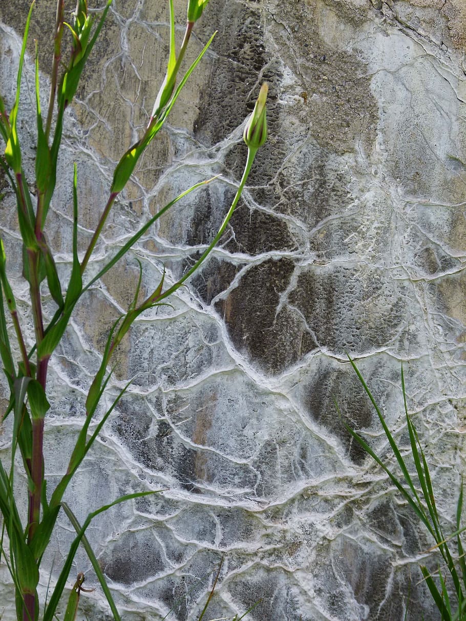 cement, wall, leaching, concrete, material, plant, beauty in nature HD wallpaper