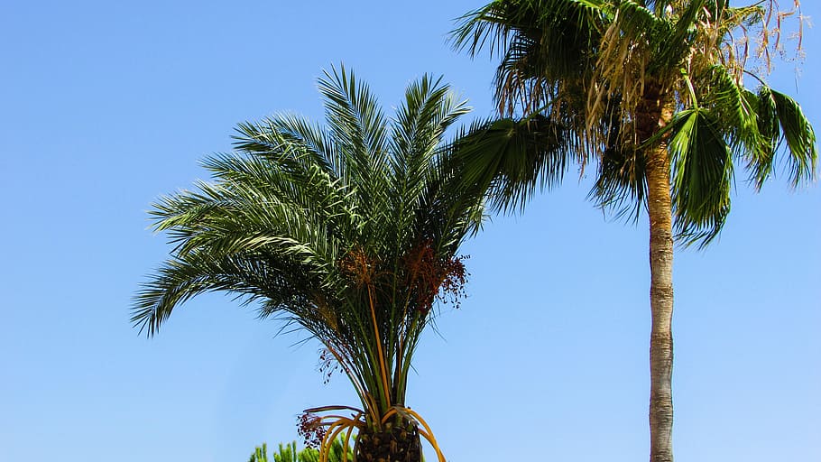 Palm Tree, Palm, Tree, Tropical, Summer, exotic, clear sky HD wallpaper