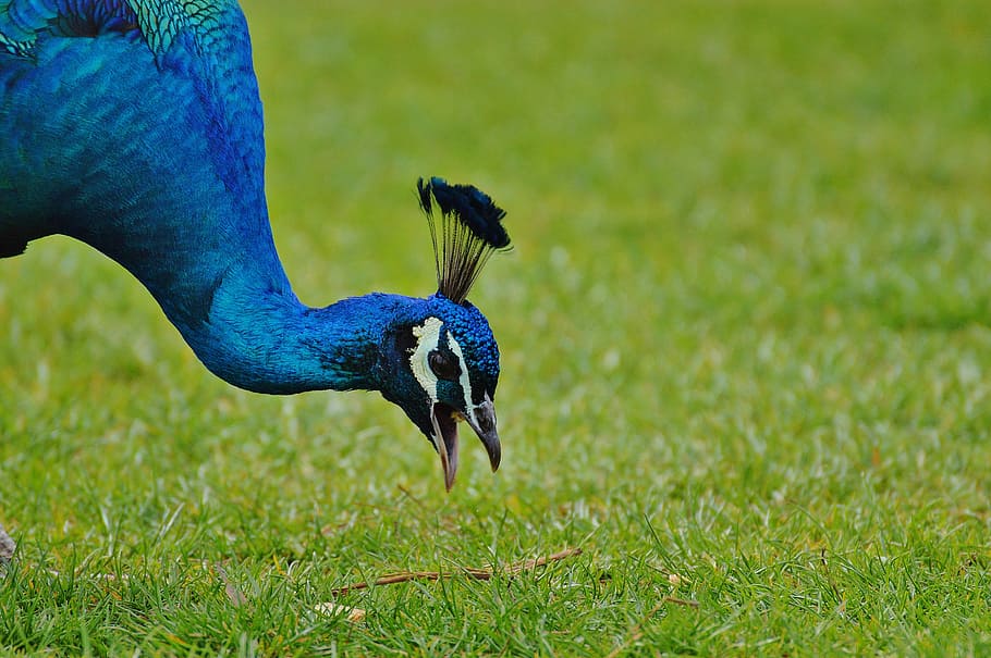 peacock, bird, poultry, feather, bill, nature, pride, beautiful HD wallpaper