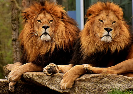 two adult lions, predator, dangerous, mane, cat, male, zoo HD wallpaper