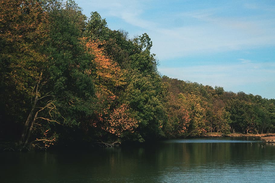 daylight, forest, lake, landscape, mountain, nature, outdoors HD wallpaper