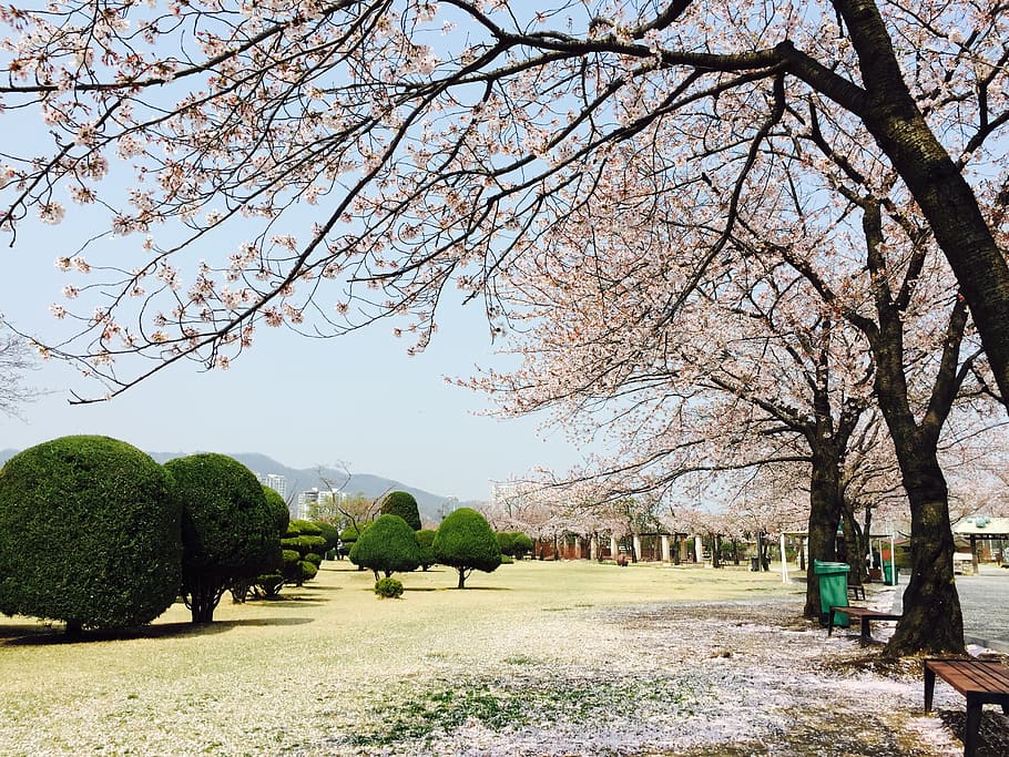 seoul, gwacheon, horse, horse racing park, cherry blossom, break, HD wallpaper