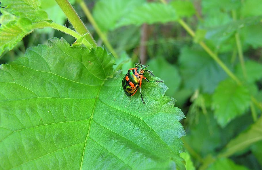 beetle, garden, pest, insect, leaf, plant part, animal, invertebrate HD wallpaper