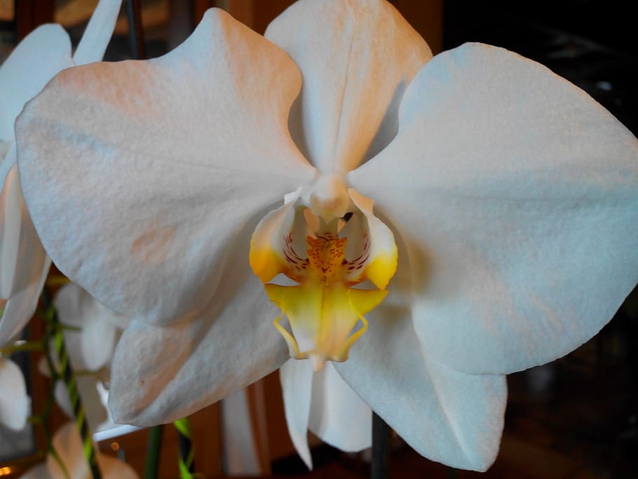 flower, orchid, white, flowering plant, vulnerability, close-up HD wallpaper