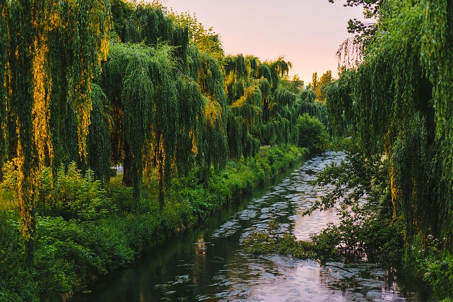 forest, nature, river, trees, water, wood, outdoors, landscape HD wallpaper