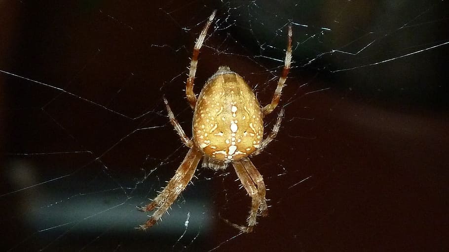 brown spider on spiderweb, animal, close, cobweb, spider Web HD wallpaper