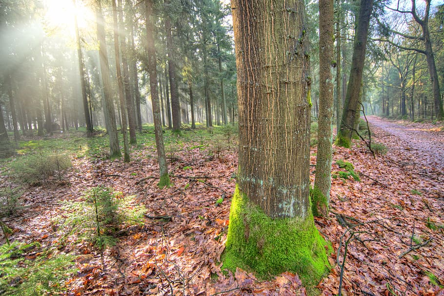 forest, sun, shadow, green, yellow, nature, landscape, light HD wallpaper