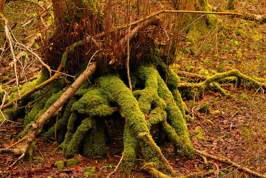 natureworld, tree, tribe, root, forest, beautiful, moss, branch HD wallpaper