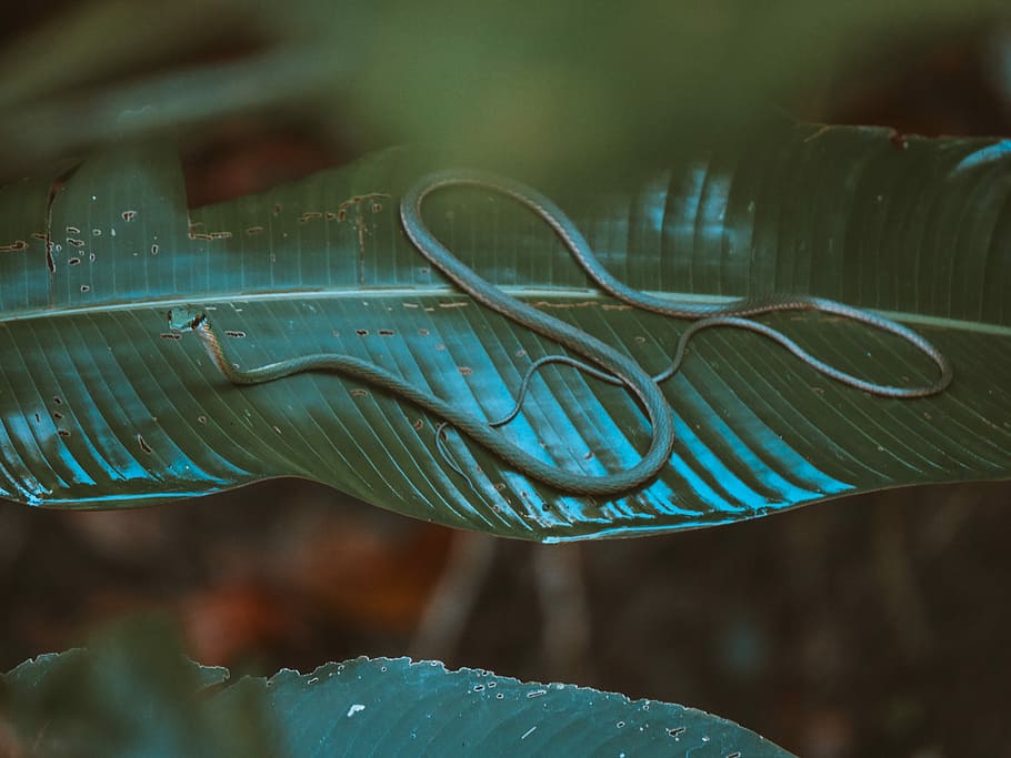 green snake, green mamba, leaf, animal, wildlife, outdoors, forest, HD wallpaper