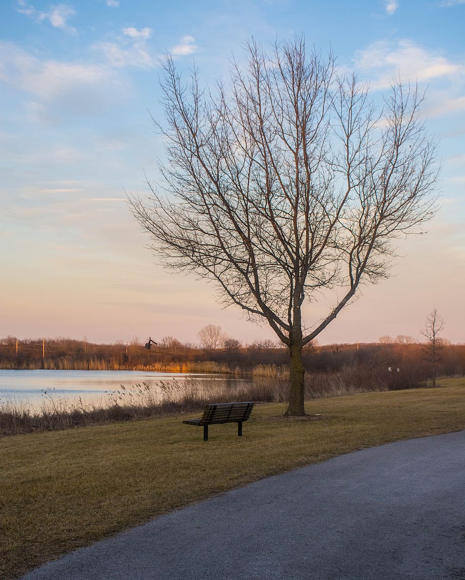 tree, nature, landscape, dawn, outdoors, fall, lake, winter HD wallpaper