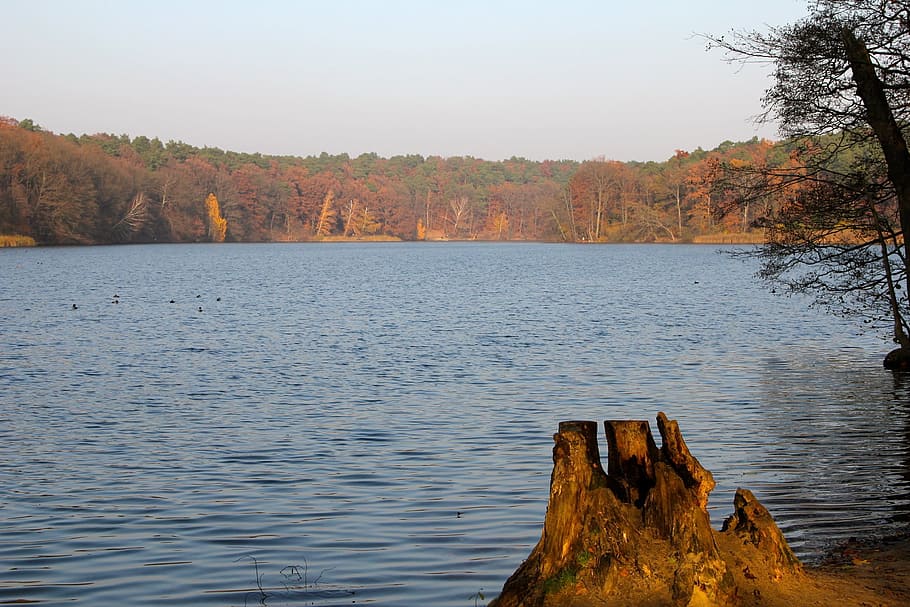 Trees, Schlachtensee, autumn, nature, water, lake, scenics HD wallpaper