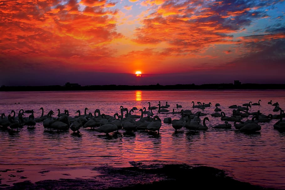 flock of swans on body of water during golden hour, sunset HD wallpaper
