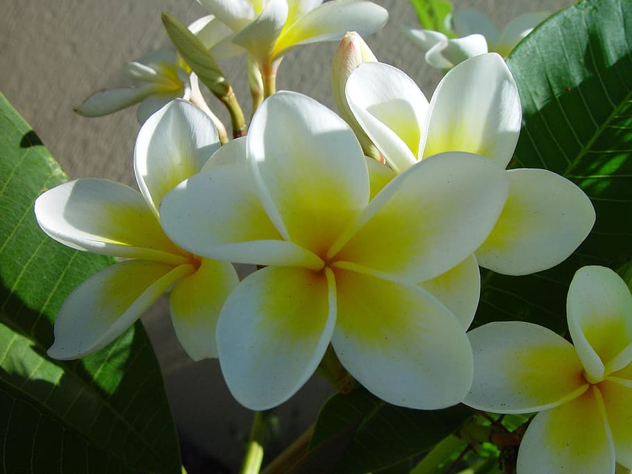 Flowers, Frangipani, Cluster, White, yellow, blooms, blossoms, HD wallpaper