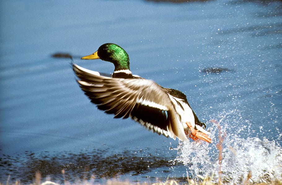 Mallard takeoff Thank You For Following Me No pin limits for  followers My pins are your pins Feel free to rep  Pet birds Beautiful  birds Colorful birds