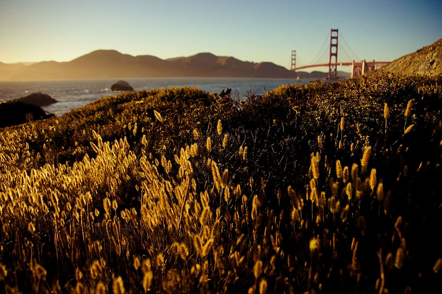 lawn field near bridge, Golden Gate Bridge, San Francisco, landscape HD wallpaper