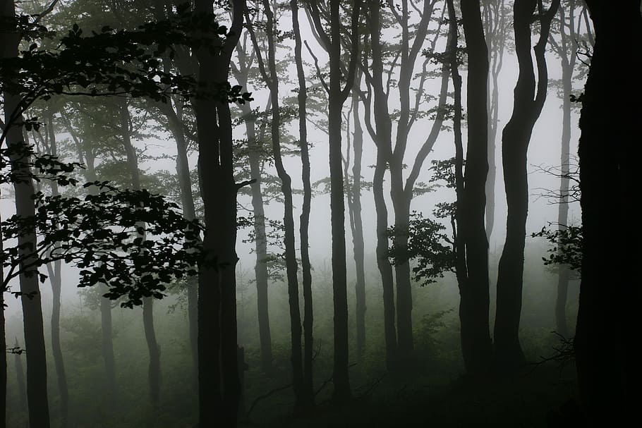 Misty forest, trees covered with fogs, tree silhouette, haze HD wallpaper