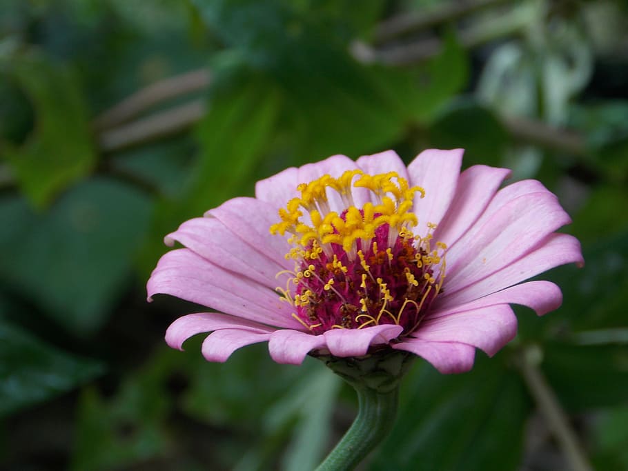 nature, flowers, macro, flowering plant, fragility, vulnerability HD wallpaper