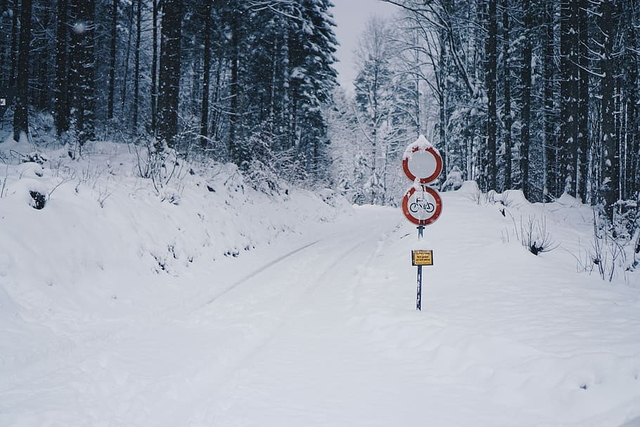 red road signage covered by snow, bicycle sign on post, forest HD wallpaper