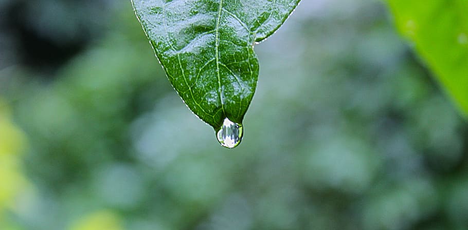 green leaf plant with water drops, selective focus photography of dew on green leaf HD wallpaper