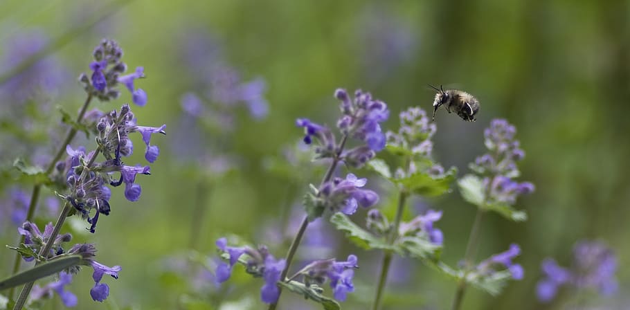 fur bee, catnip, nettle, nature, flower, lavender, insect, summer HD wallpaper